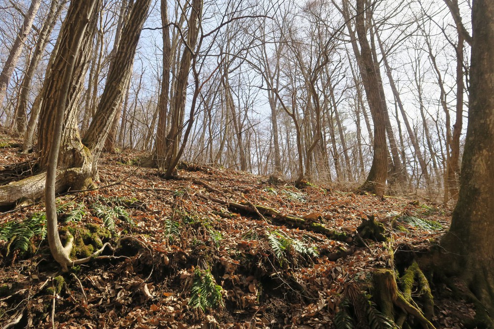 HOKA軽井沢店からの坂練とご褒美トレイルの写真7
