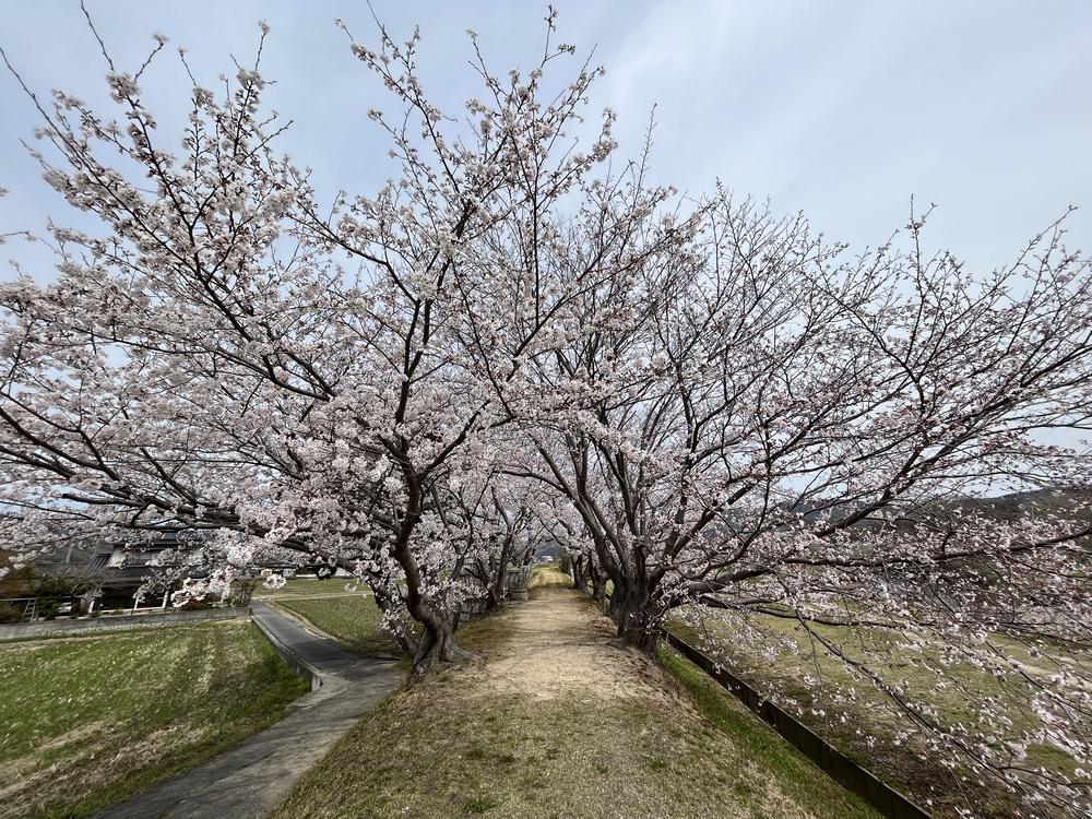 足守陣屋町はお花見🌸よし！ 紅葉狩り🍁よし！の写真4
