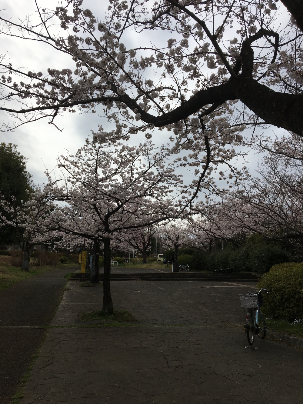 尾根緑道（戦車道）の写真3