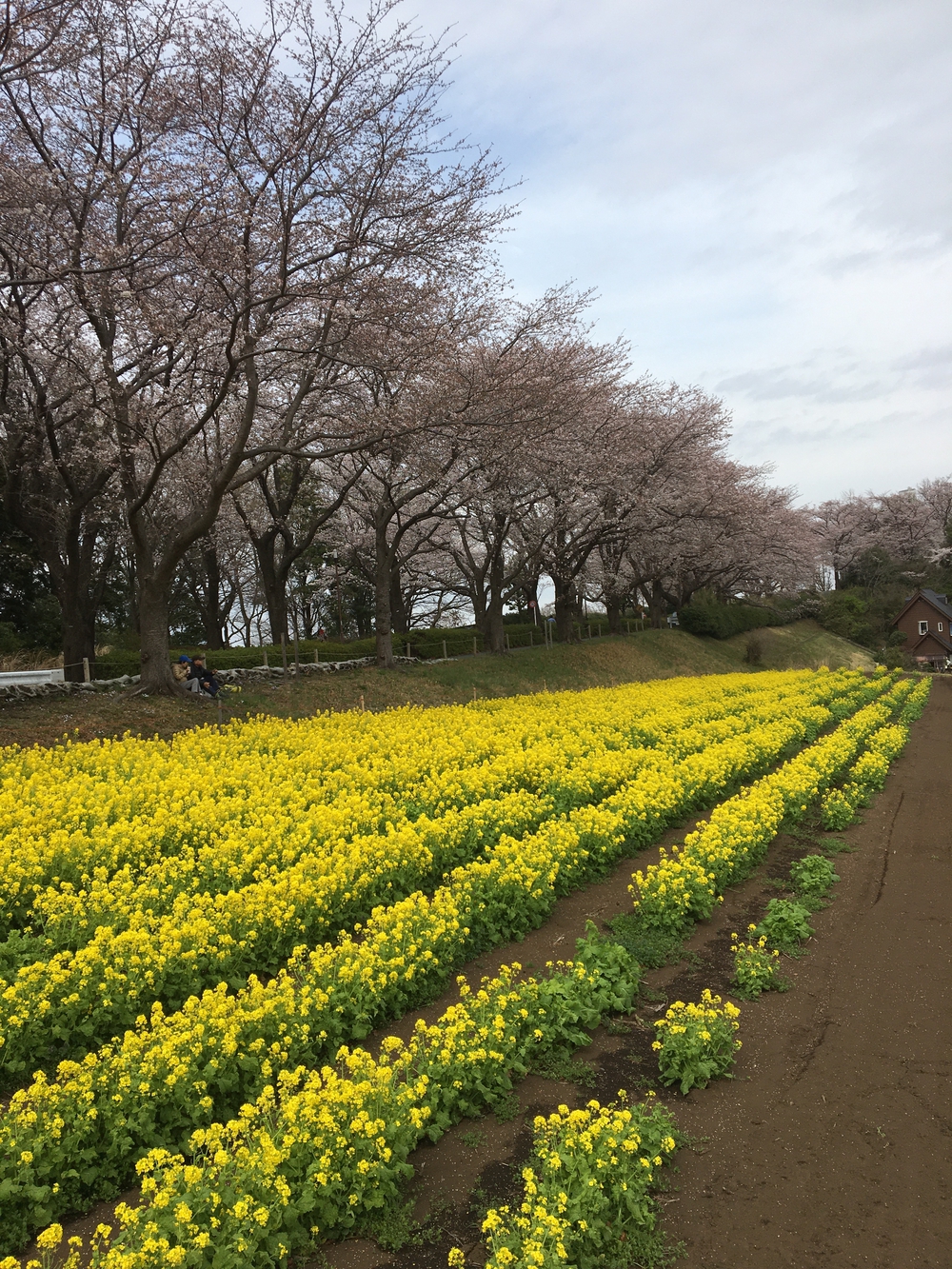 尾根緑道（戦車道）の写真4