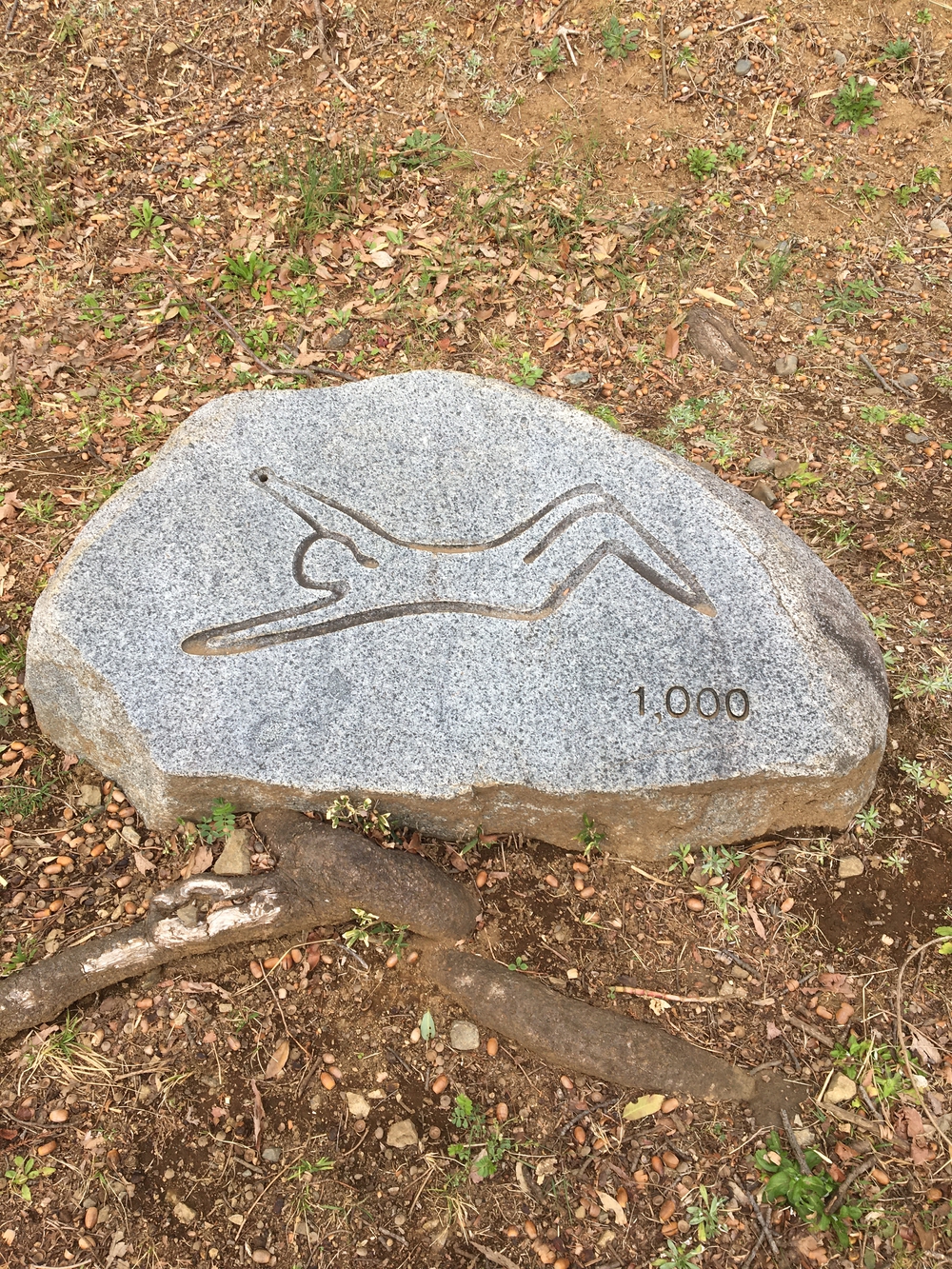 尾根緑道（戦車道）の写真5