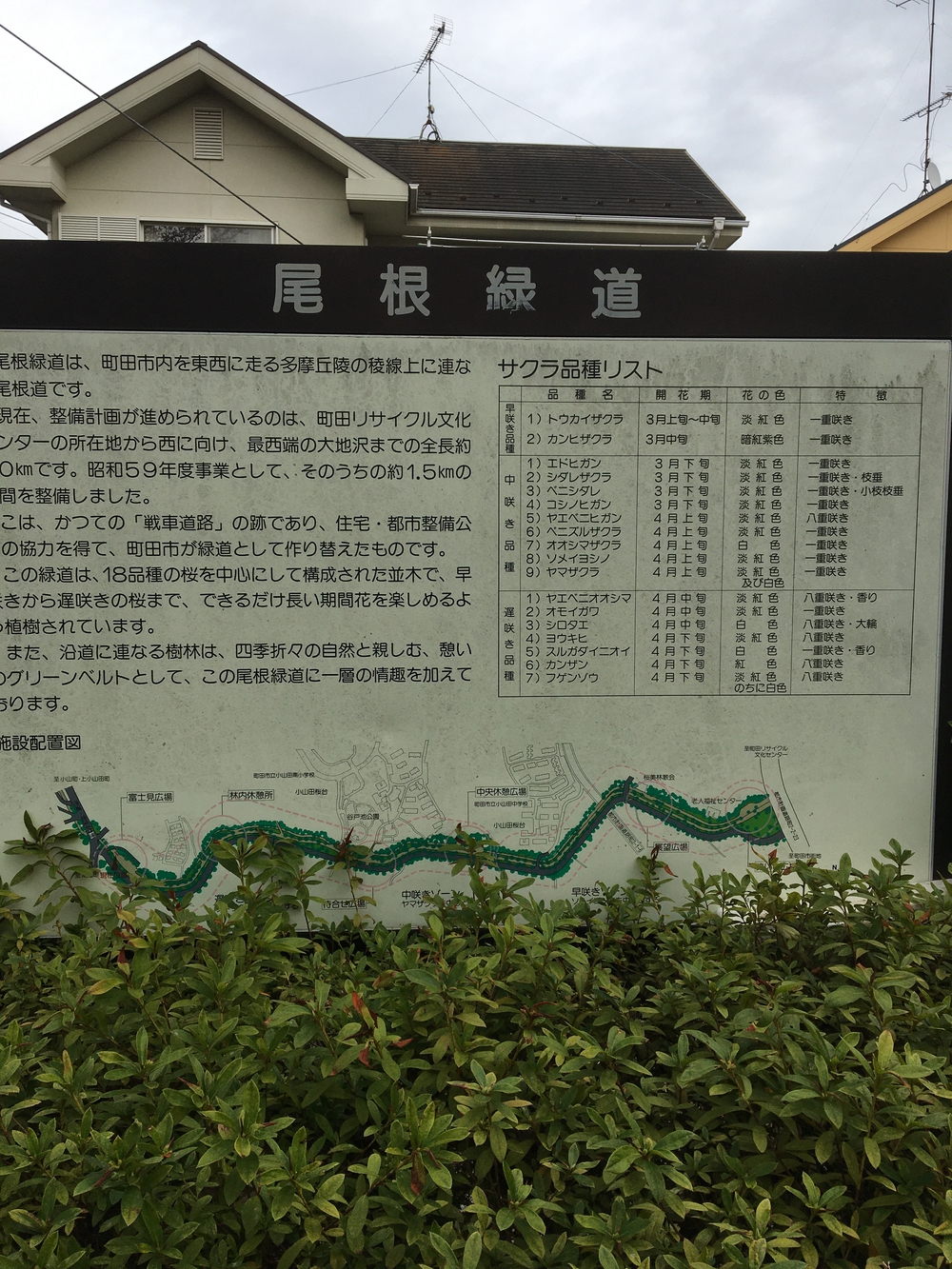 尾根緑道（戦車道）の写真6