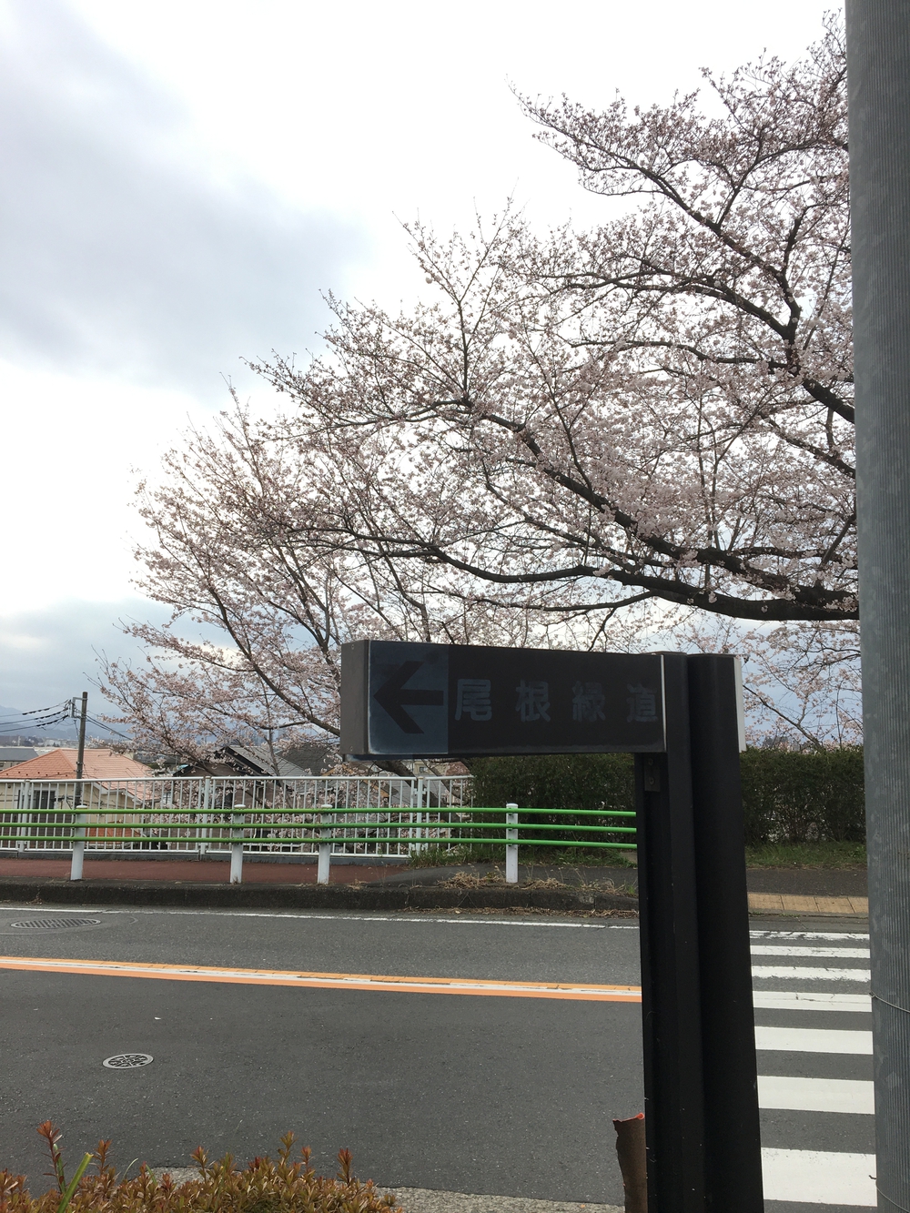 尾根緑道（戦車道）の写真8