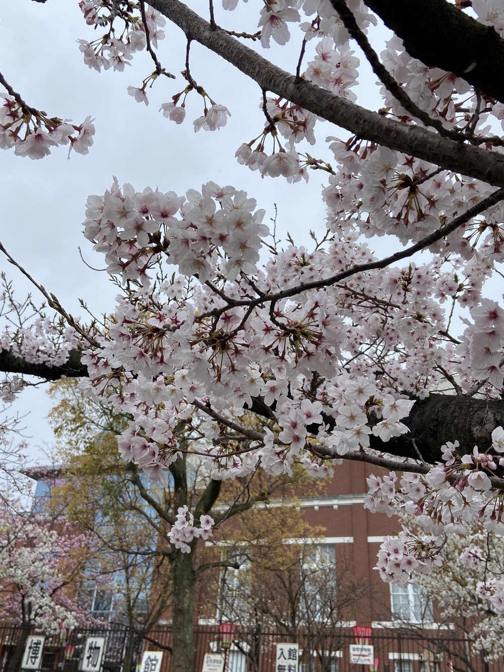 大阪城から淀川をの写真4