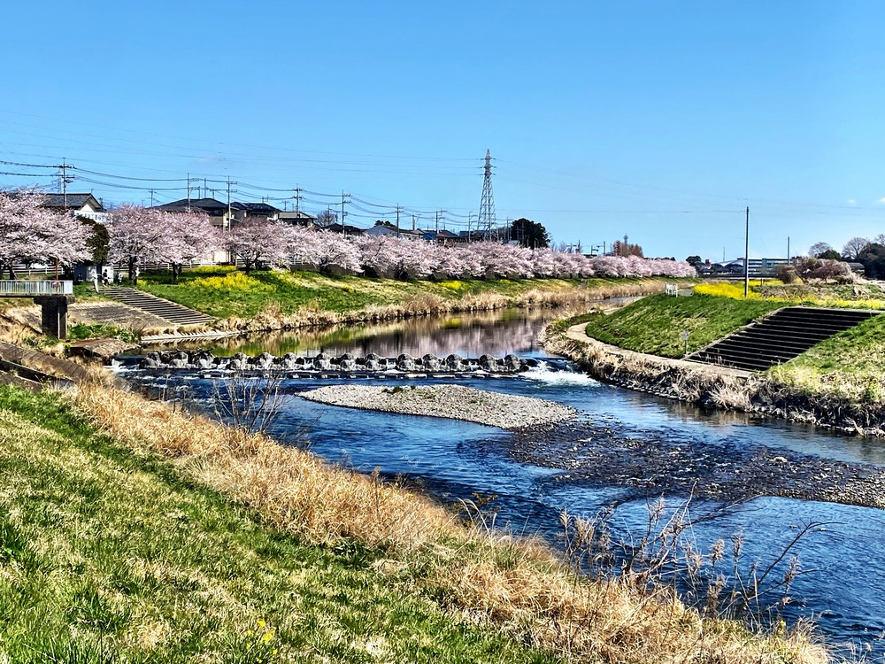 桜と菜の花とSLと。ゴールは温泉♨の写真3