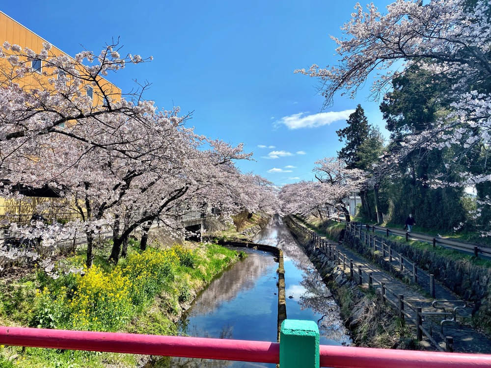 桜と菜の花とSLと。ゴールは温泉♨の写真4