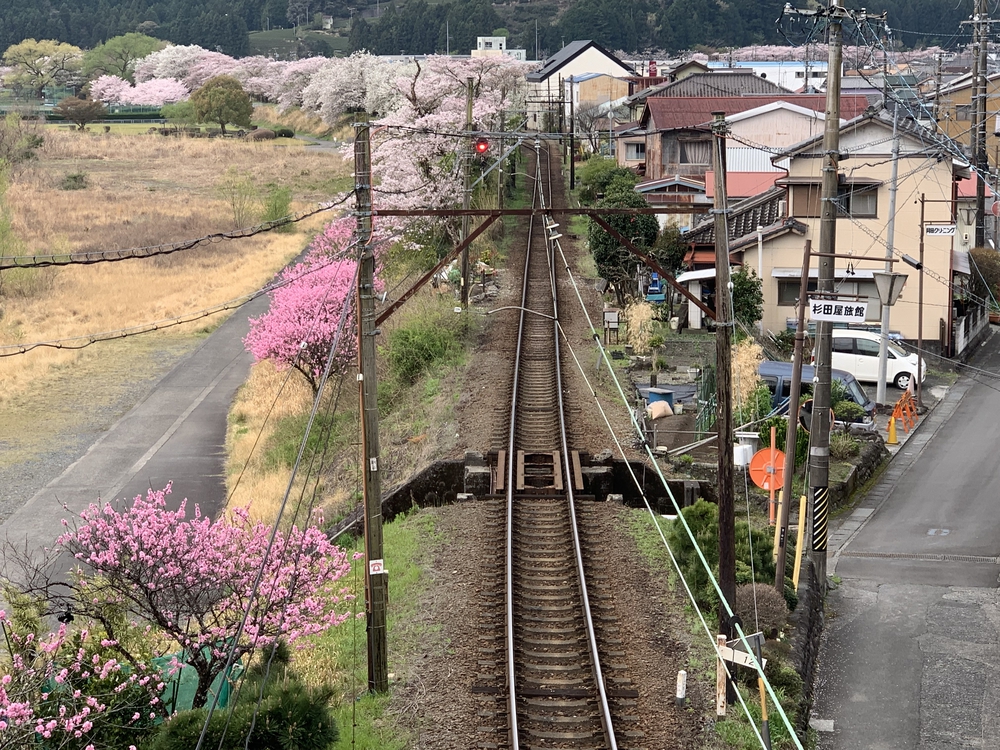 大井川 川根温泉から桜のトンネルを満喫の写真8