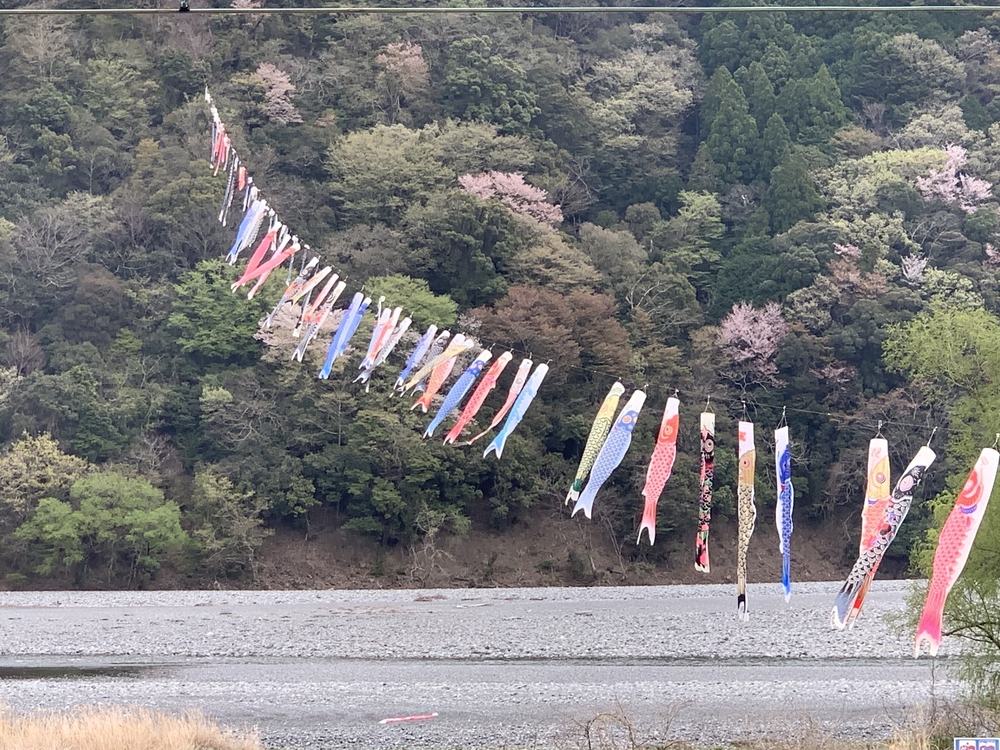大井川 川根温泉から桜のトンネルを満喫の写真9