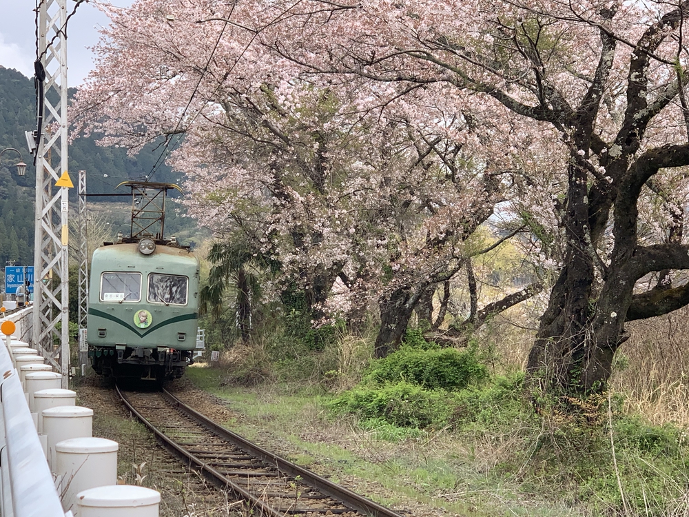 大井川 川根温泉から桜のトンネルを満喫の写真10