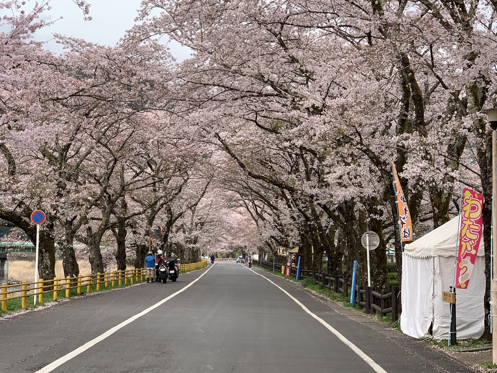 大井川 川根温泉から桜のトンネルを満喫の写真11