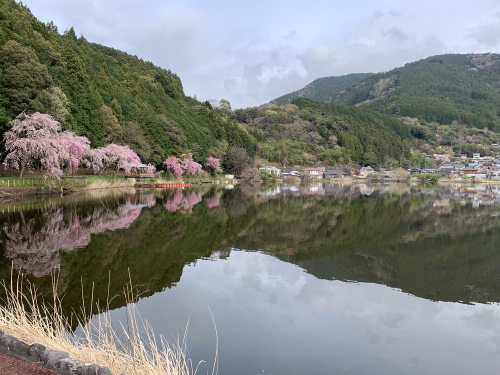 大井川 川根温泉から桜のトンネルを満喫の写真12