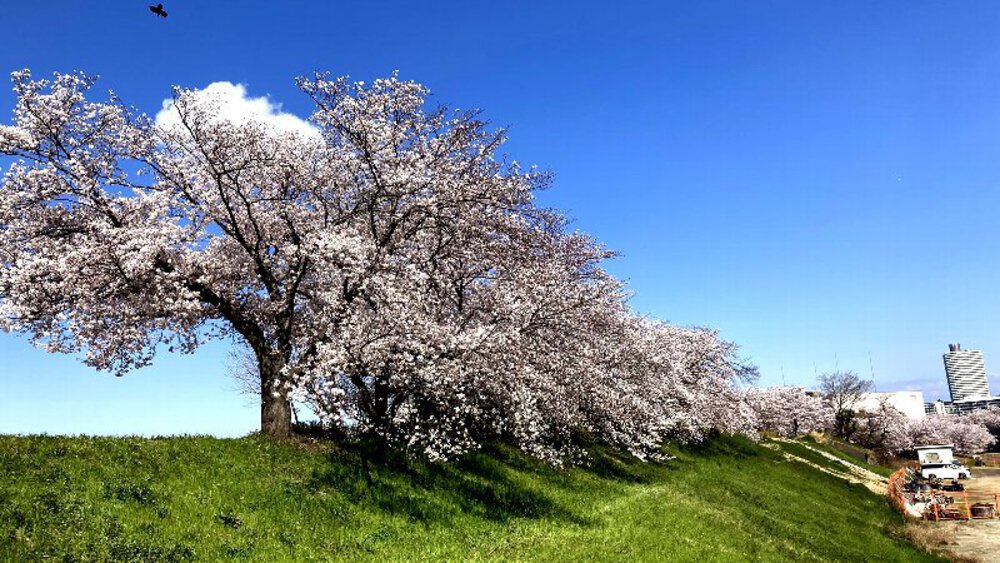 【昭和の偉人】安藤百福と松下幸之助の写真23