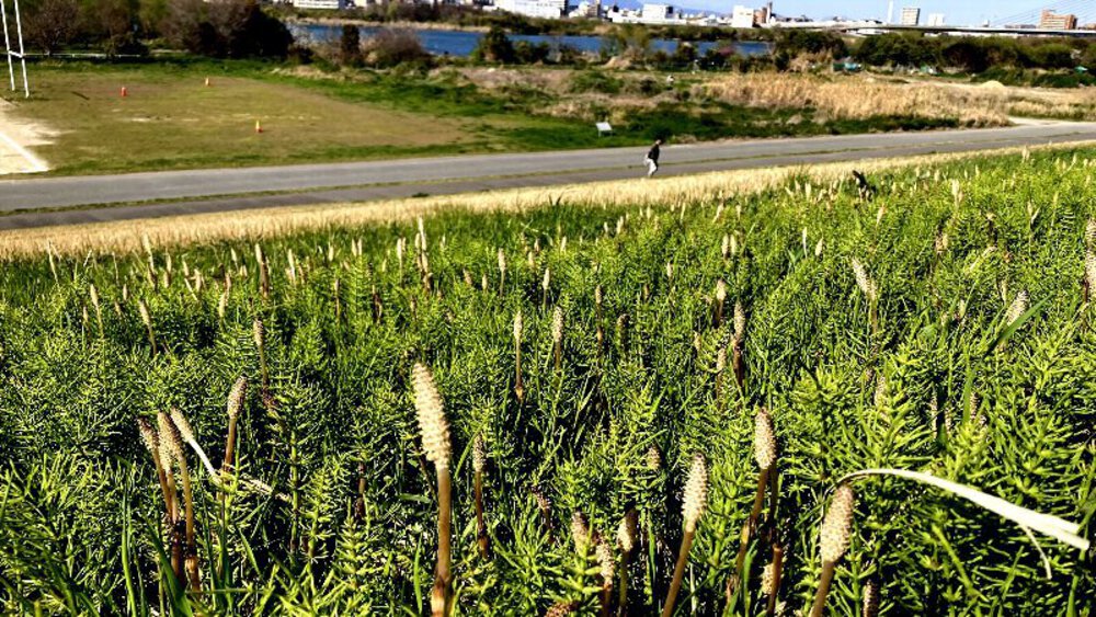 【昭和の偉人】安藤百福と松下幸之助の写真27
