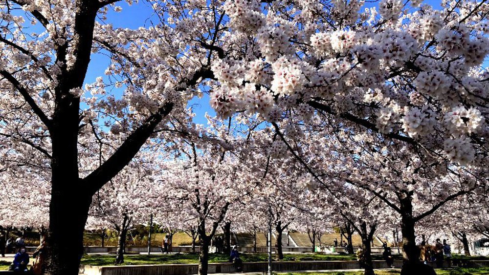 【昭和の偉人】安藤百福と松下幸之助の写真28