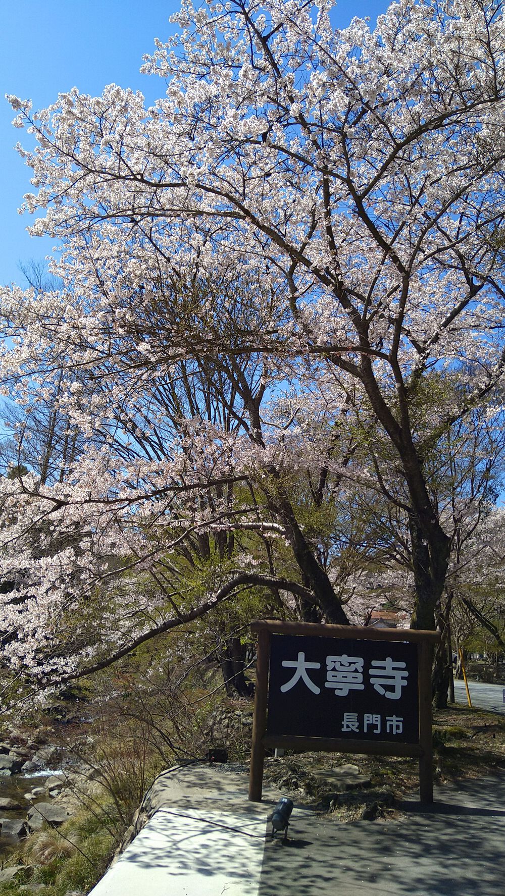 長門湯本温泉お花見ランの写真3