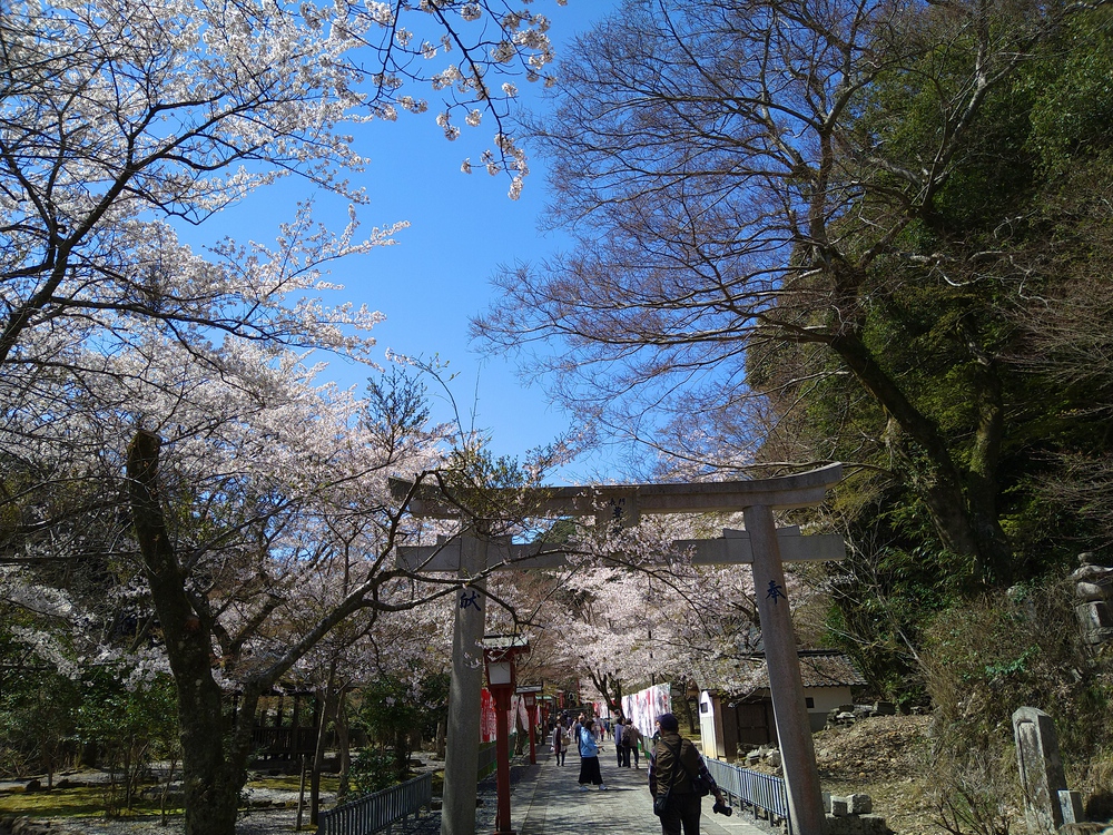 長門湯本温泉お花見ランの写真4