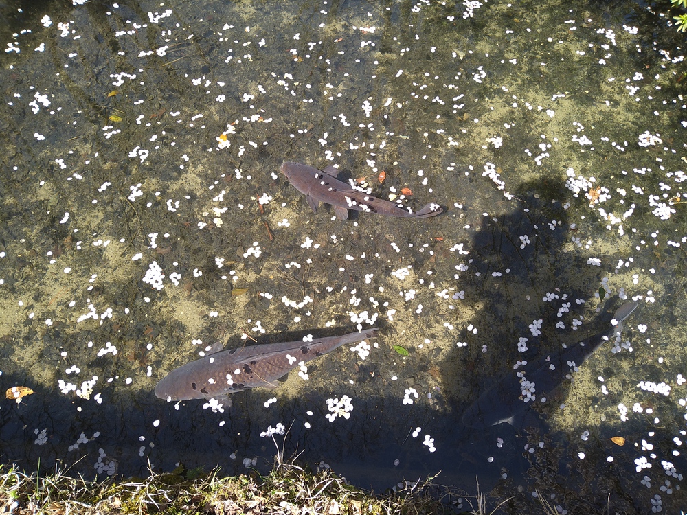 長門湯本温泉お花見ランの写真5