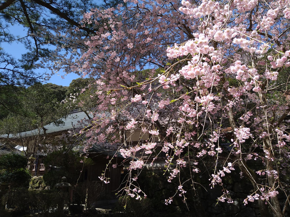 長門湯本温泉お花見ランの写真6