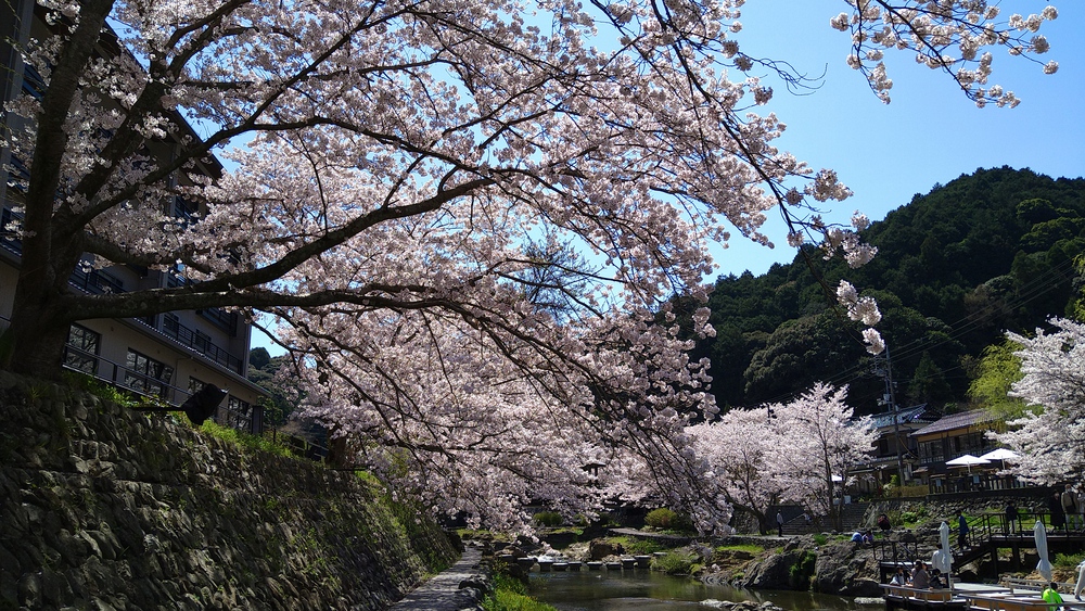長門湯本温泉お花見ランの写真10