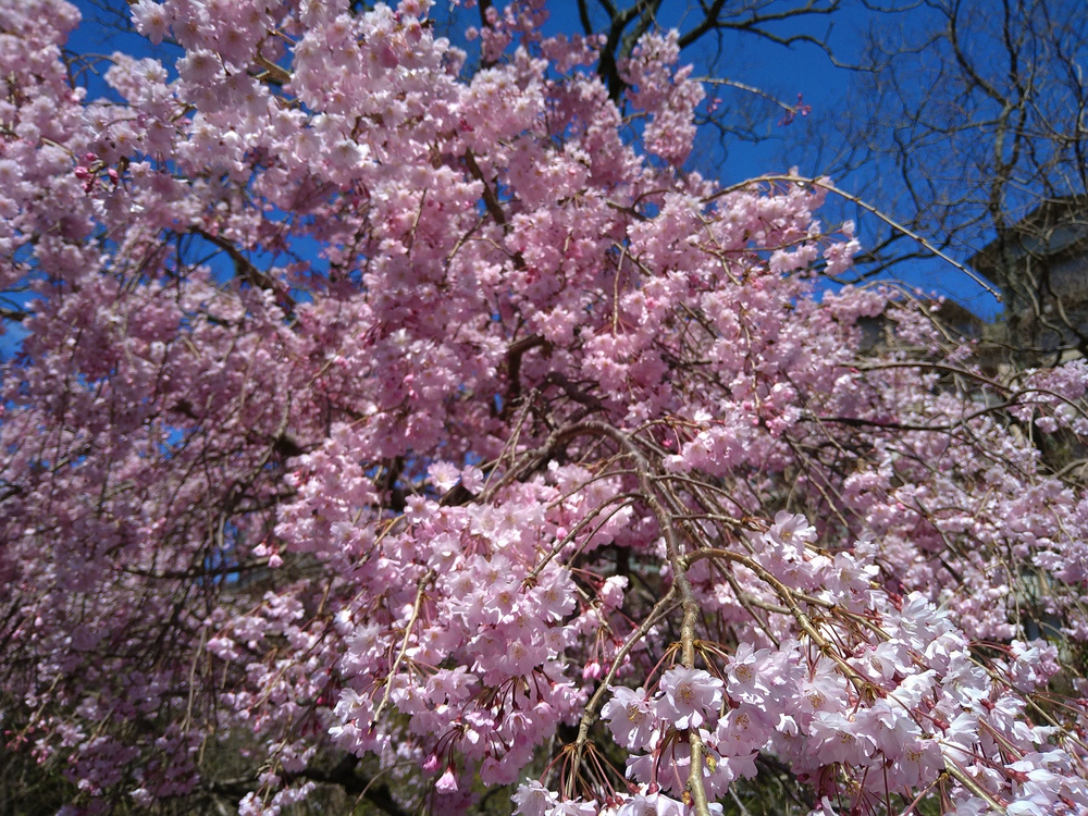長門湯本温泉お花見ランの写真11