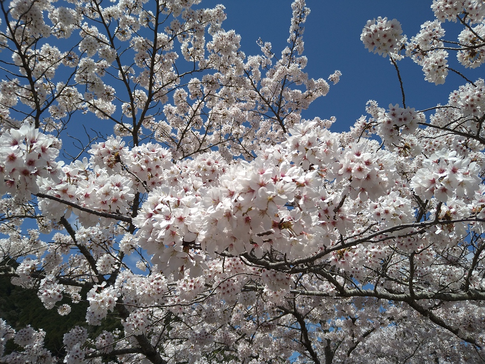 長門湯本温泉お花見ランの写真14