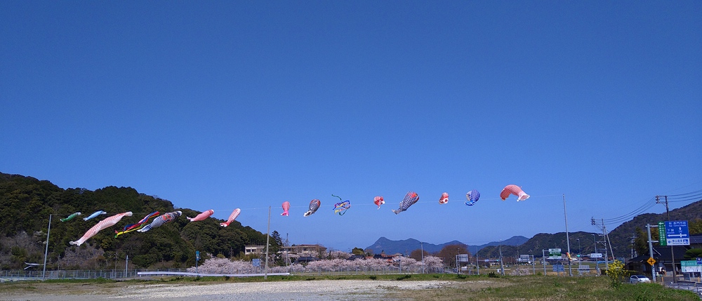 長門湯本温泉お花見ランの写真15