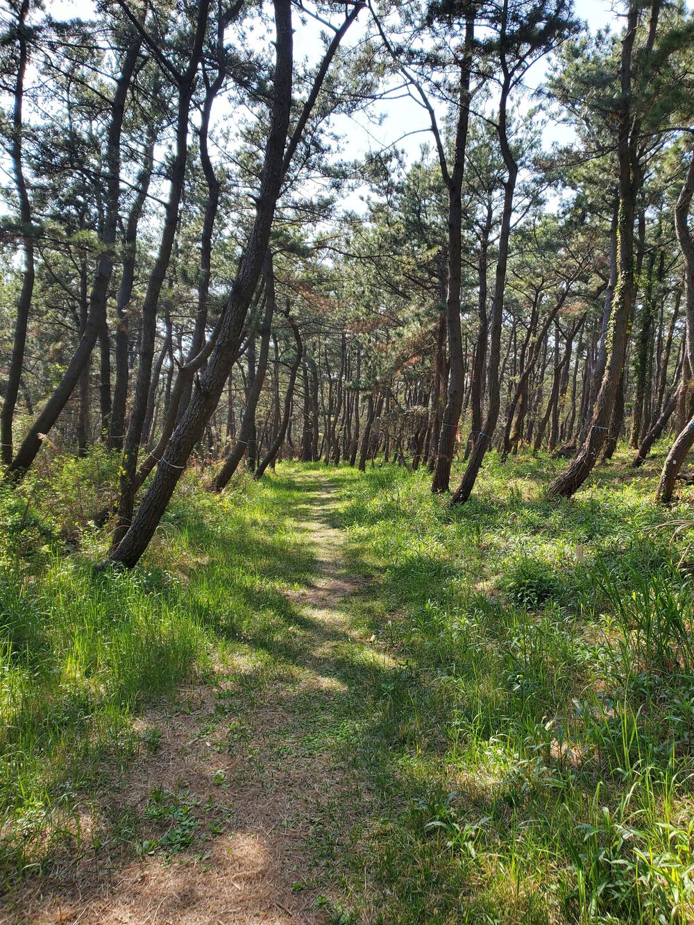 富津岬からの公園巡りRUN🏃‍♂️🏃‍♀️💨の写真8