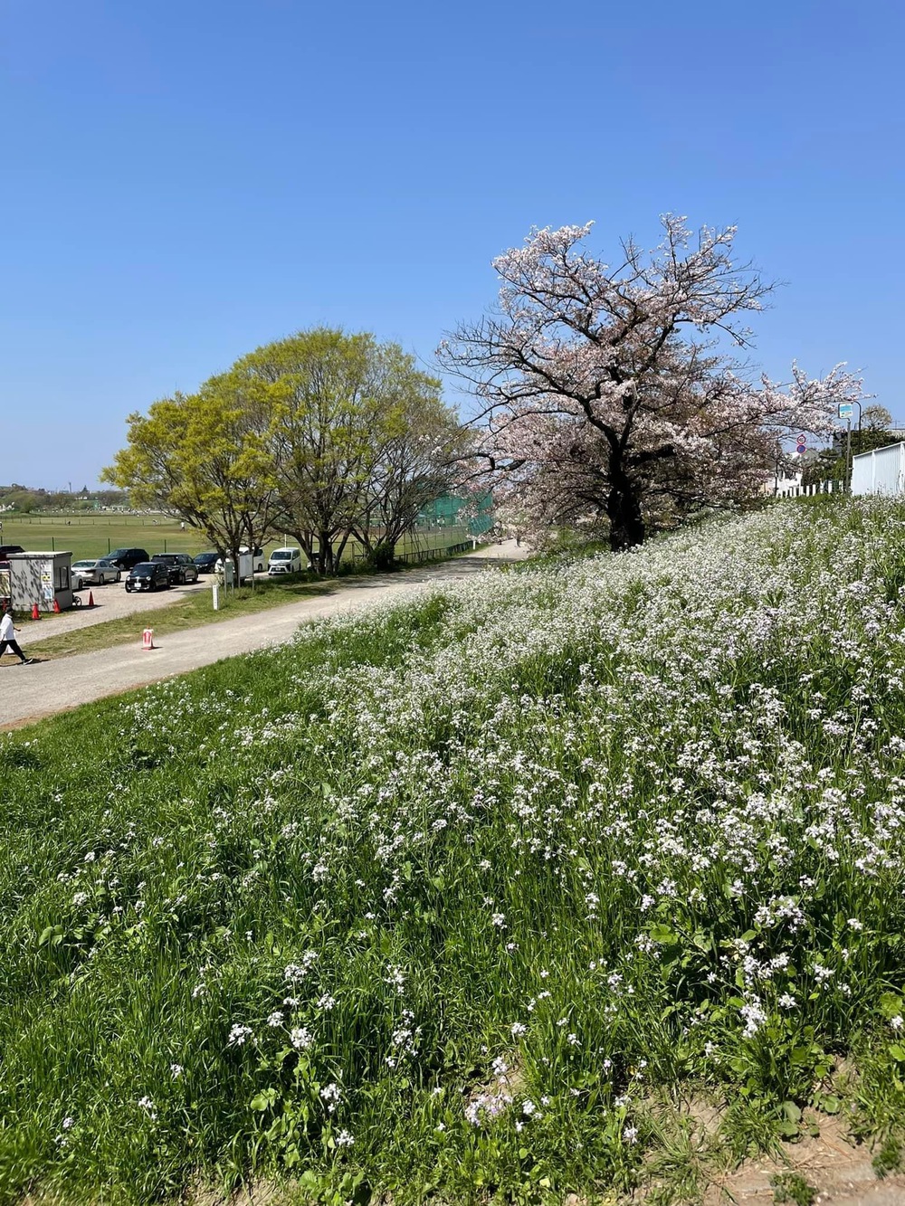 元住吉から多摩川沿いのピザを食べにの写真8