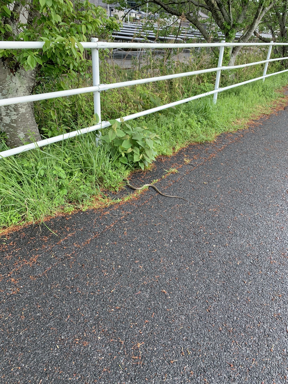 ハマイチの写真3