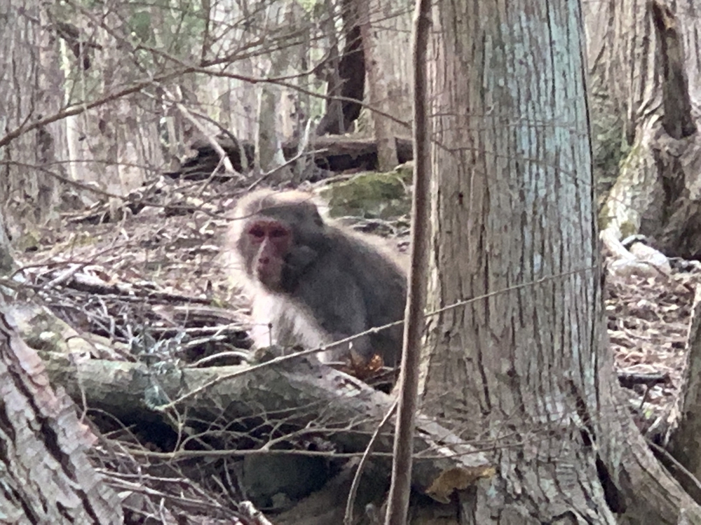 奥多摩湖を周回 ドラム缶橋は通行止めの写真9