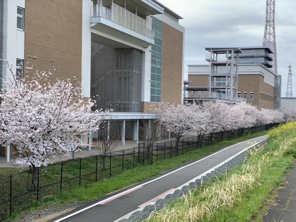 京都桂川　桜を見るジョギング　上鳥羽浄水場〜嵐山〜西京極運動公園　22.4kmの写真3