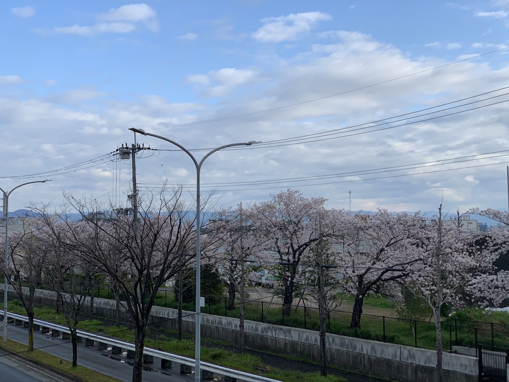 京都桂川　桜を見るジョギング　上鳥羽浄水場〜嵐山〜西京極運動公園　22.4kmの写真4