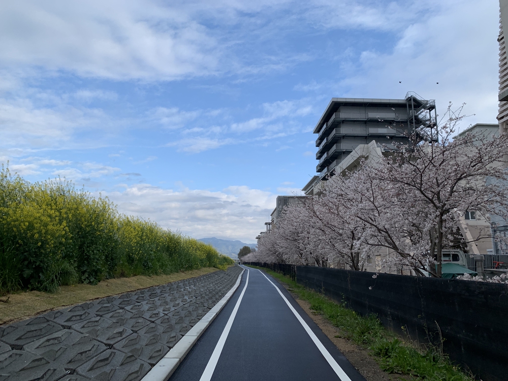 京都桂川　桜を見るジョギング　上鳥羽浄水場〜嵐山〜西京極運動公園　22.4kmの写真5