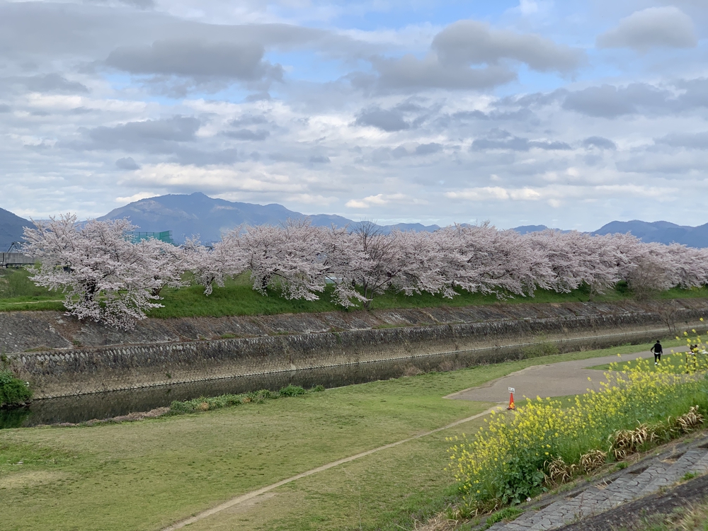 京都桂川　桜を見るジョギング　上鳥羽浄水場〜嵐山〜西京極運動公園　22.4kmの写真6