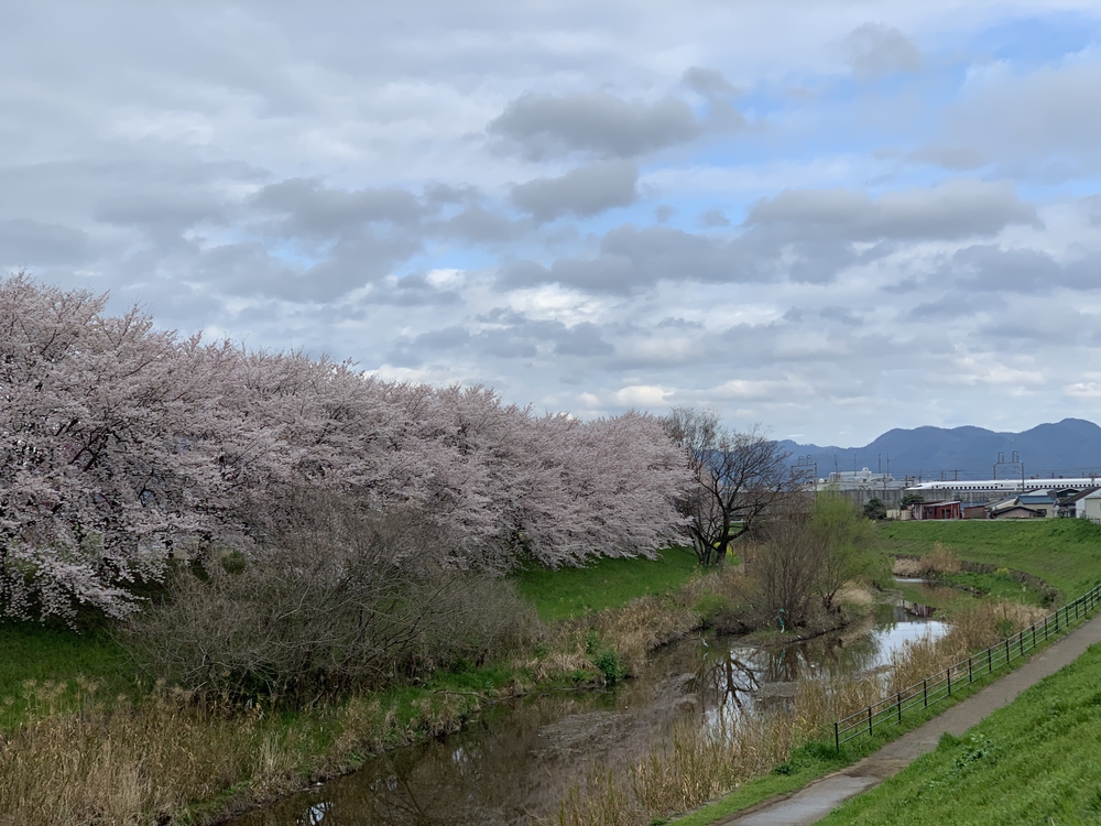 京都桂川　桜を見るジョギング　上鳥羽浄水場〜嵐山〜西京極運動公園　22.4kmの写真7