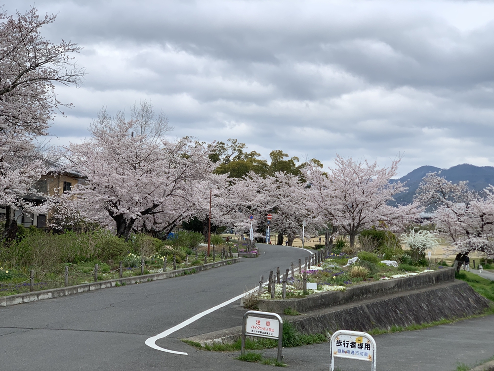 京都桂川　桜を見るジョギング　上鳥羽浄水場〜嵐山〜西京極運動公園　22.4kmの写真11