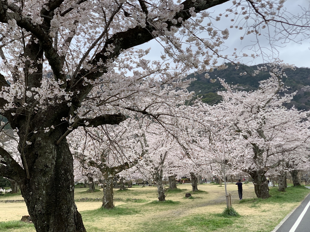 京都桂川　桜を見るジョギング　上鳥羽浄水場〜嵐山〜西京極運動公園　22.4kmの写真12