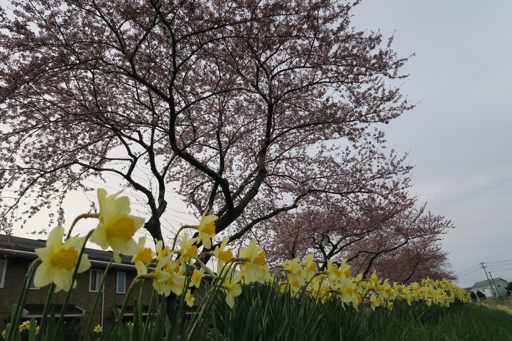 【秋田・千秋公園発着②】ビギナー・出張者・旅行者おすすめ！遊歩道ランの写真3