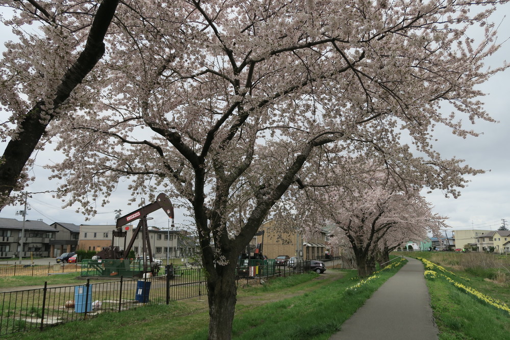 【秋田・千秋公園発着②】ビギナー・出張者・旅行者おすすめ！遊歩道ランの写真4