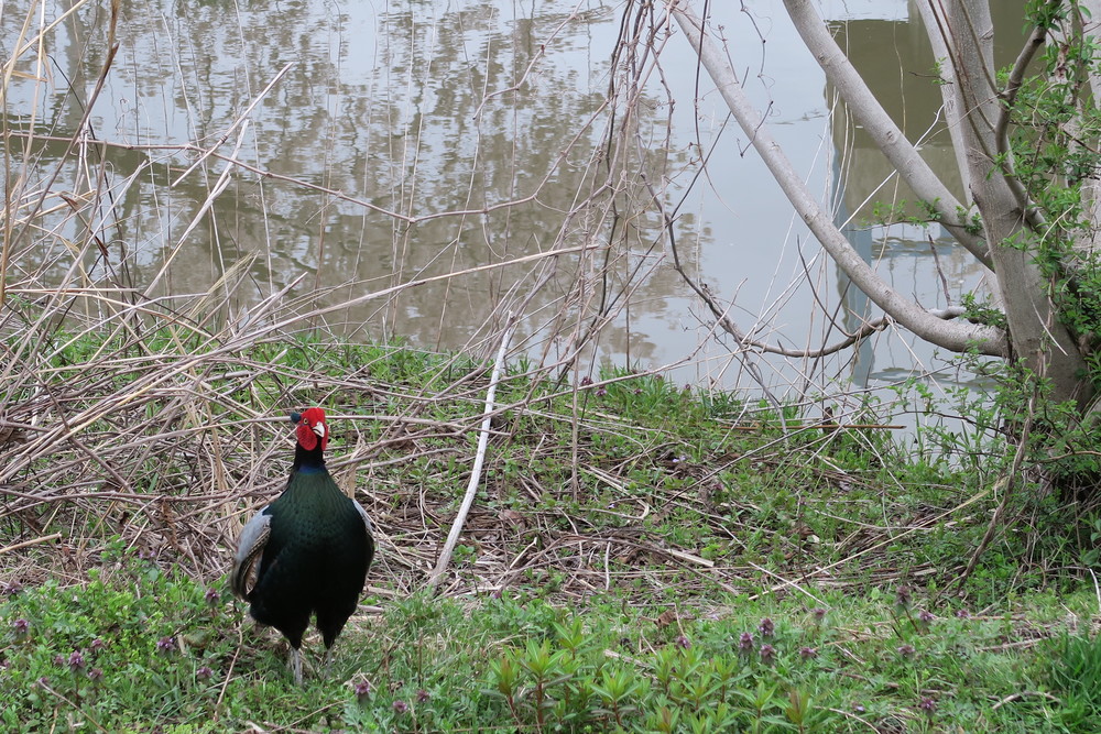 【秋田・千秋公園発着②】ビギナー・出張者・旅行者おすすめ！遊歩道ランの写真5