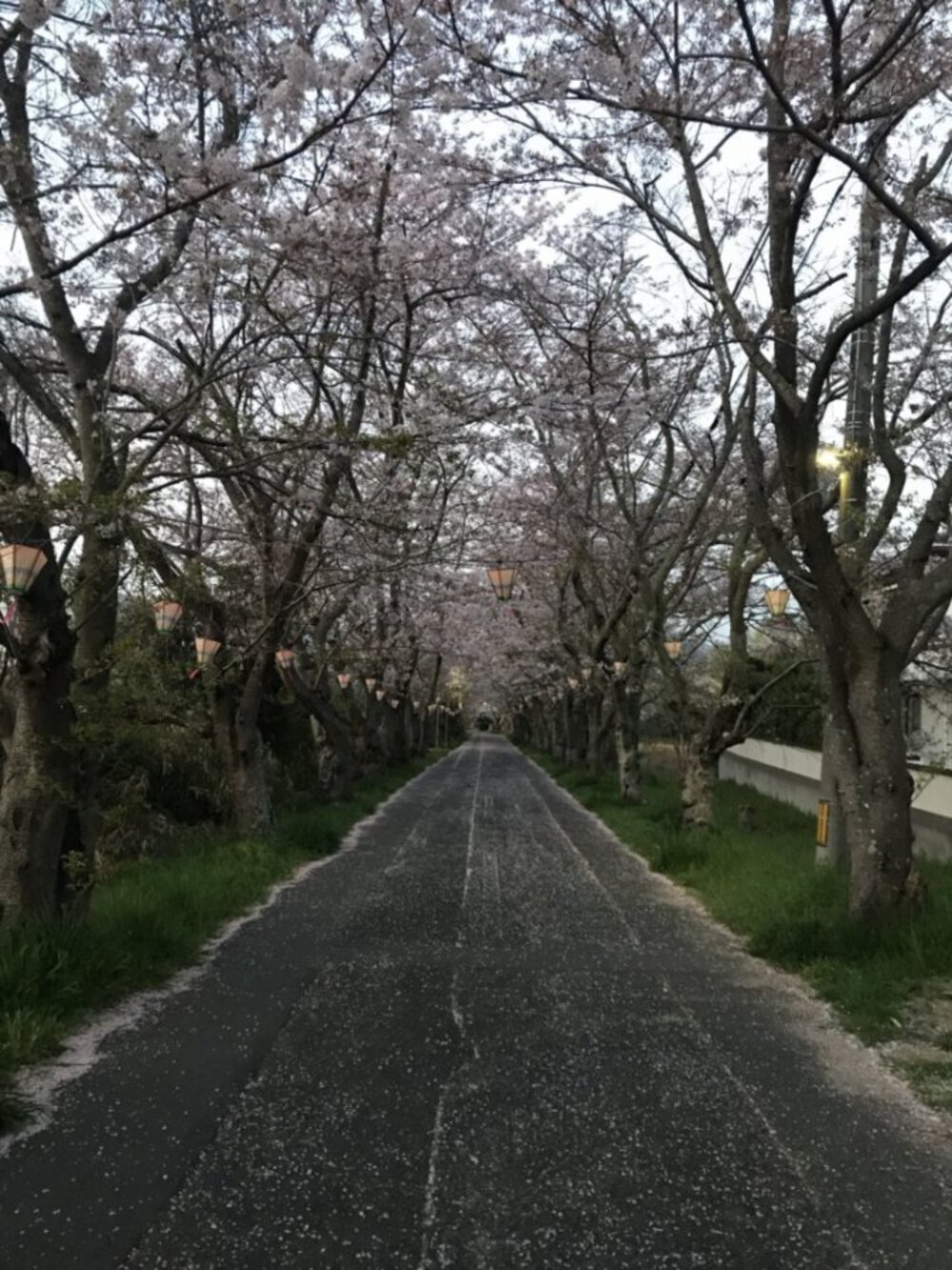 瀬戸大橋を巡る30kmコースの写真3