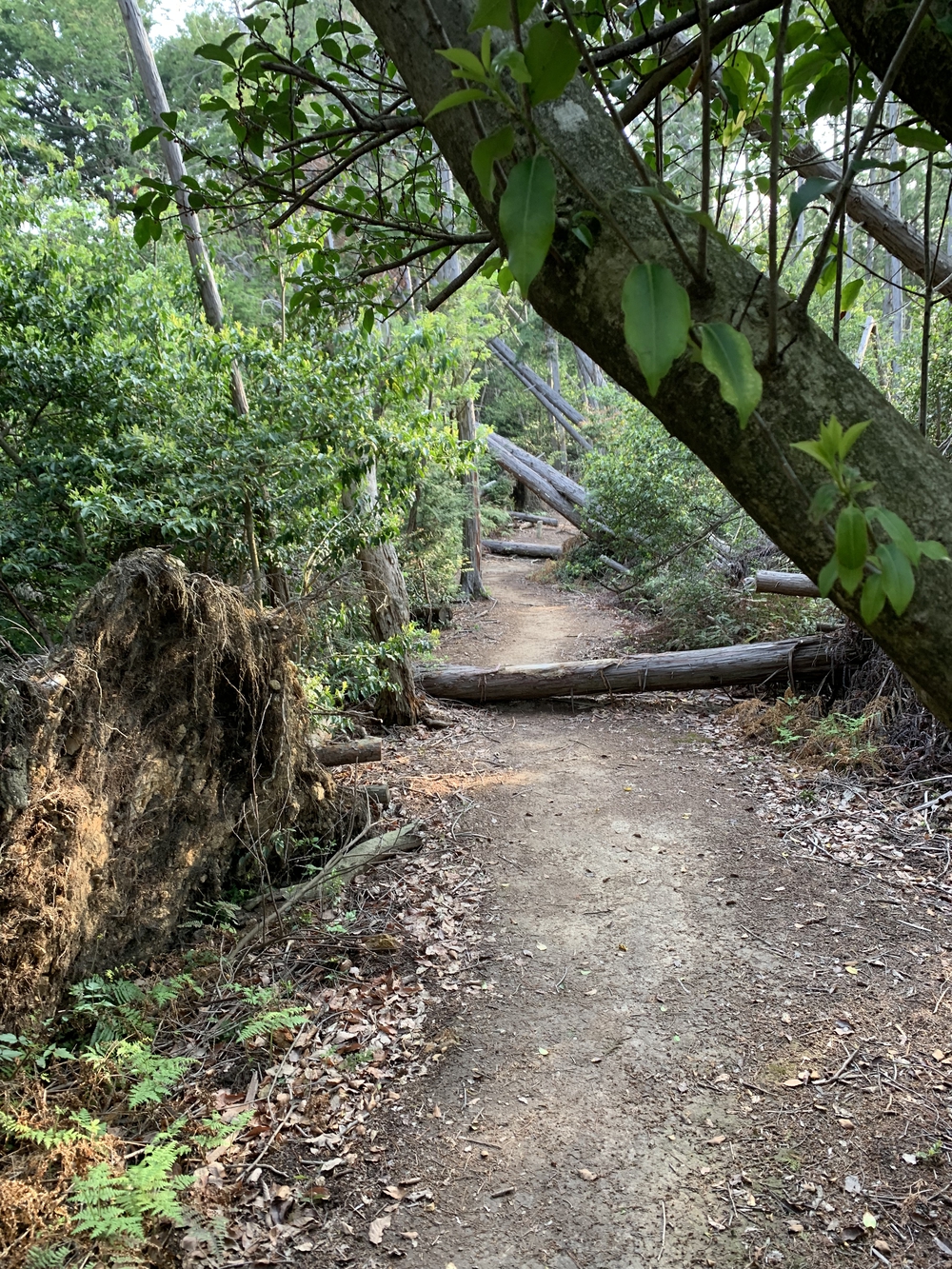 京都トレイル東山コース四条大橋〜比叡1wayの写真9