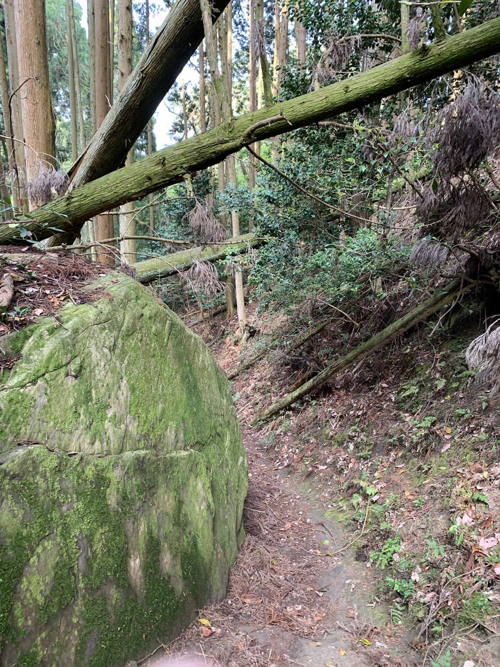 京都トレイル東山コース四条大橋〜比叡1wayの写真11