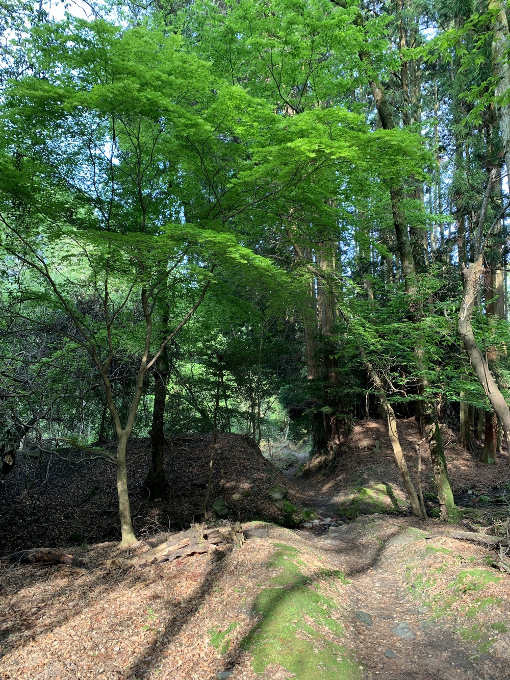 京都トレイル東山コース四条大橋〜比叡1wayの写真12