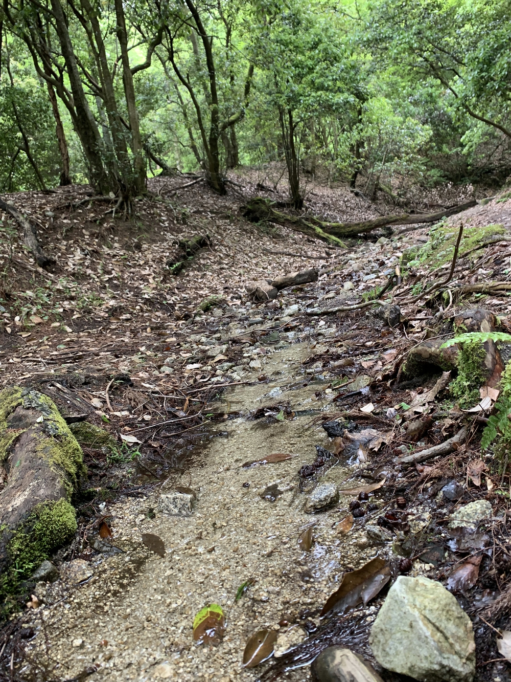 京都トレイル東山コース四条大橋〜比叡1wayの写真17