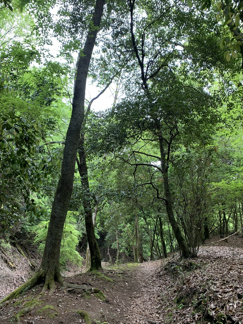 京都トレイル東山コース四条大橋〜比叡1wayの写真18