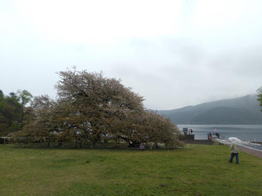 箱根 芦ノ湖 一周Runの写真9