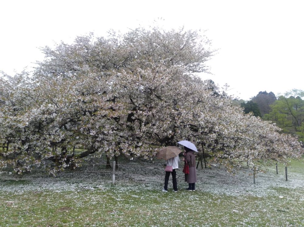 箱根 芦ノ湖 一周Runの写真10