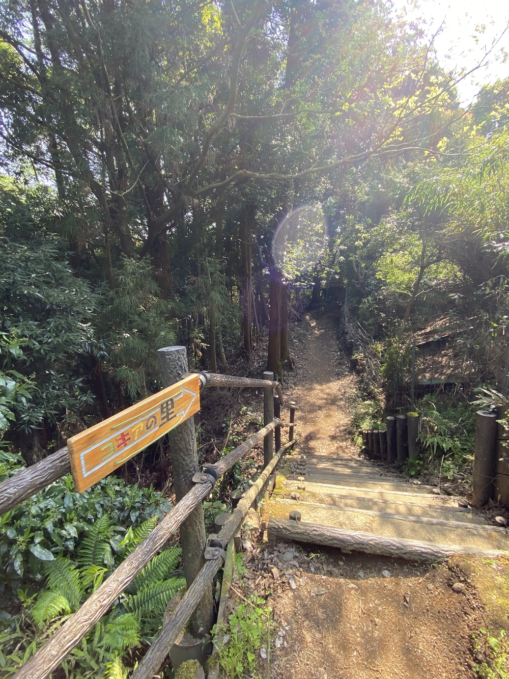 酒匂川河口〜松田山　ネモフィラの旅の写真11