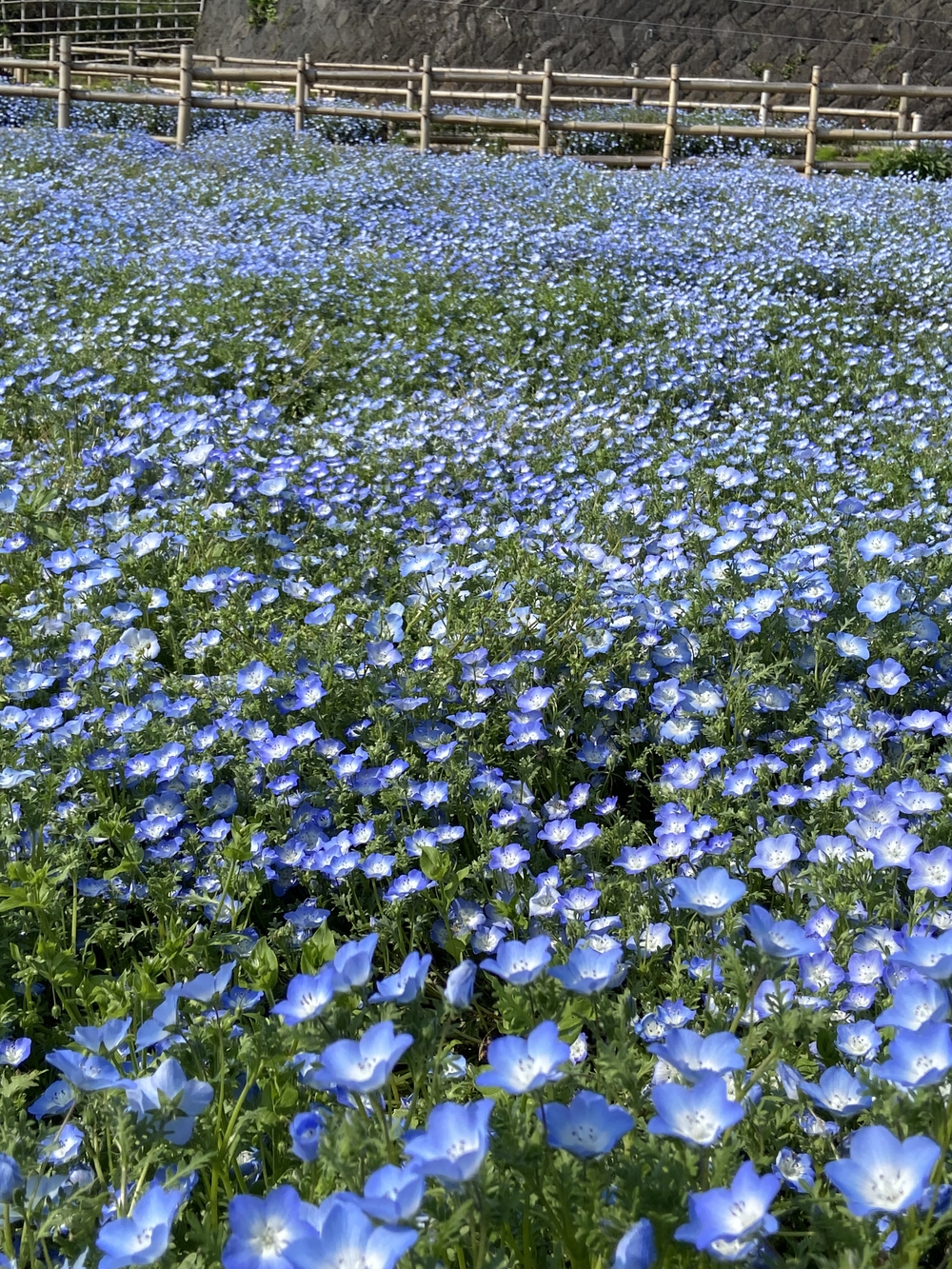 酒匂川河口〜松田山　ネモフィラの旅の写真12